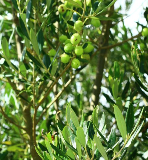 Espaço para fotos e descrição das Oliveiras (5 no mínimo) dados de cada oliveira: idade, cultivar, altura