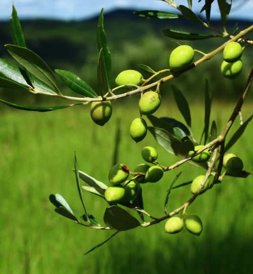 Espaço para fotos e descrição das Oliveiras (5 no mínimo) dados de cada oliveira: idade, cultivar, altura