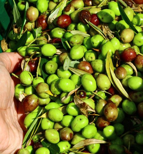 Espaço para fotos e descrição das Oliveiras (5 no mínimo) dados de cada oliveira: idade, cultivar, altura