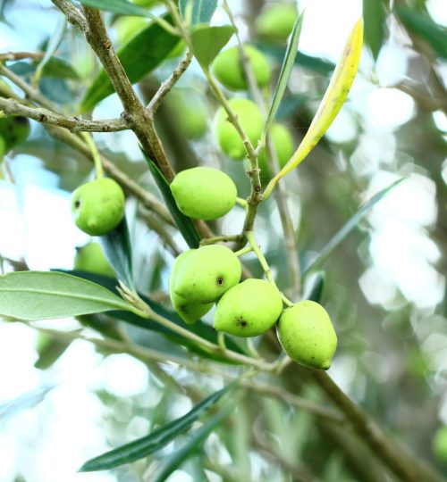 Espaço para fotos e descrição das Oliveiras (5 no mínimo) dados de cada oliveira: idade, cultivar, altura